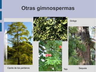 Fase sexual haploide o gametofito. Hay gametofito masculino y femenino. 