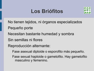 Con flores y semillas: División o Tipo  Espermatófitos : Semilla desnuda, sin fruto: Subtipo  Gimnospermas 