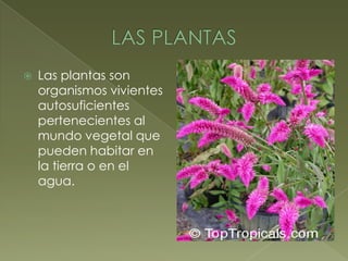 LAS PLANTAS Las plantas son organismos vivientes autosuficientes pertenecientes al mundo vegetal que pueden habitar en la tierra o en el agua.  