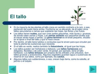 El tallo En la mayoría de las plantas el tallo crece en sentido contrario a la raíz, o sea, partiendo del suelo hacia arriba. Conforme se va elevando, de él salen otros tallos secundarios o ramas que sujetarán las hojas, las flores y los frutos. Los tallos tienen  nudos,  que son unas partes pequeñas, más duras y  gruesas, de donde salen ramas y hojas. Las  yemas axilares  son pequeños brotes que al crecer serán hojas o ramas. La  yema terminal  es el brote pequeño, situado en el ápice o final del tallo y que lo hace crecer.  Por dentro, el tallo tiene tubitos o conductos que le sirven para que circulen por toda la planta las sustancias que necesita. Si el tallo es verde, realiza también la  fotosíntesis , al igual que las hojas.  Los tallos pueden ser herbáceos o leñosos. Los  tallos herbáceos  son delgados, flexibles y de color verde. El perejil, por ejemplo, tiene el tallo herbáceo. Los  tallos leñosos  son propios de los árboles y los arbustos. Son tallos gruesos y endurecidos. Algunos vegetales guardan agua o sustancias de reserva en sus tallos, como por ejemplo, los  cactus .  Algunos tallos son subterráneos, o sea, crecen bajo tierra, como la cebolla, el jacinto o el tulipán. 