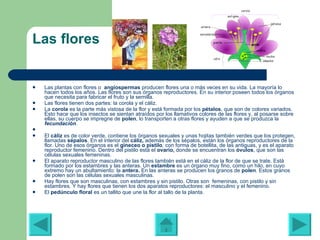 Las flores Las plantas con flores o   angiospermas  producen flores una o más veces en su vida. La mayoría lo hacen todos los años. Las flores son sus órganos reproductores. En su interior poseen todos los órganos que necesita para fabricar el fruto y la semilla.  Las flores tienen dos partes: la corola y el cáliz.  La  corola  es la parte más vistosa de la flor y está formada por los  pétalos , que son de colores variados. Esto hace que los insectos se sientan atraídos por los llamativos colores de las flores y, al posarse sobre ellas, su cuerpo se impregne de  polen , lo transporten a otras flores y ayuden a que se produzca la   fecundación .   El  cáliz  es de color verde, contiene los órganos sexuales y unas hojitas también verdes que los protegen, llamadas  sépalos . En el interior del  cáliz,  además de los sépalos, están los órganos reproductores de la flor. Uno de esos órganos es el  gineceo o pistilo ,  con forma de botellita, de las antiguas, y es el aparato reproductor femenino. Dentro del pistilo está el  ovario,  donde se encuentran los  óvulos , que son las células sexuales femeninas. El aparato reproductor masculino de las flores también está en el cáliz de la flor de que se trate. Está formado por los estambres   y las anteras. Un  estambre  es un órgano muy fino, como un hilo, en cuyo extremo hay un abultamiento: la  antera.  En las anteras se producen los granos de  polen .  Estos granos de polen son las células sexuales masculinas.   Hay flores que son masculinas, con estambres y sin pistilo. Otras son  femeninas, con pistilo y sin estambres. Y hay flores que tienen los dos aparatos reproductores: el masculino y el femenino.  El  pedúnculo floral  es un tallito que une la flor al tallo de la planta. 