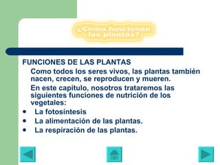 FUNCIONES DE LAS PLANTAS Como todos los seres vivos, las plantas también nacen, crecen, se reproducen y mueren. En este capítulo, nosotros trataremos las siguientes funciones de nutrición de los vegetales:    La fotosíntesis     La alimentación de las plantas.     La respiración de las plantas. 