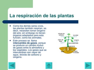 La respiración de las plantas  Como los demás seres vivos, las plantas también respiran, es decir, necesitan tomar oxígeno del aire; sin embargo no tienen órganos adaptados para esta función, como los animales. Este proceso se  llama  intercambio de gases , porque se produce un cambio mutuo de gases entre la atmósfera y los vegetales. Los gases que se intercambian son vapor de agua, dióxido de carbono y oxígeno. 