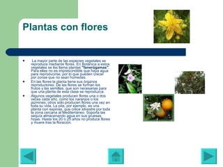 Plantas con flores   La mayor parte de las especies vegetales se reproduce mediante flores. En Botánica   a estos vegetales se les llama plantas  "fanerógamas" .  Para ellas no es imprescindible que haya agua para reproducirse, por lo que pueden crecer por zonas que no sean húmedas.  En las flores la planta tiene sus órganos reproductores. De las flores se forman los frutos y las semillas, que son necesarias para que una planta de esta clase se reproduzca.  Algunos vegetales producen flores una o dos veces cada año, como los naranjos o los jazmines; otros sólo producen flores una vez en toda su vida. La pita, por ejemplo, es una planta con espinas, que crece silvestre por toda la zona cercana al Mediterráneo. Soporta las sequía almacenando agua en sus gruesas hojas. Hasta los 20 o 25 años no produce flores y muere tras la floración. 
