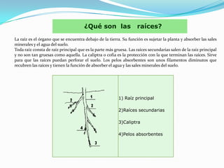 La raíz es el órgano que se encuentra debajo de la tierra. Su función es sujetar la planta y absorber las sales minerales y el agua del suelo.Toda raíz consta de raíz principal que es la parte más gruesa. Las raíces secundarias salen de la raíz principal y no son tan gruesas como aquella. La caliptra o cofia es la protección con la que terminan las raíces. Sirve para que las raíces puedan perforar el suelo. Los pelos absorbentes son unos filamentos diminutos que recubren las raíces y tienen la función de absorber el agua y las sales minerales del suelo.