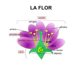 LA FLOR
 