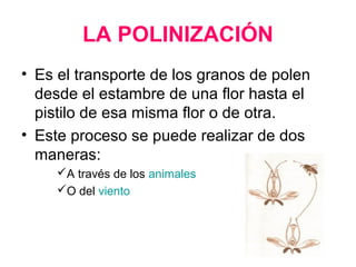 LA POLINIZACIÓN
• Es el transporte de los granos de polen
desde el estambre de una flor hasta el
pistilo de esa misma flor o de otra.
• Este proceso se puede realizar de dos
maneras:
A través de los animales
O del viento
 