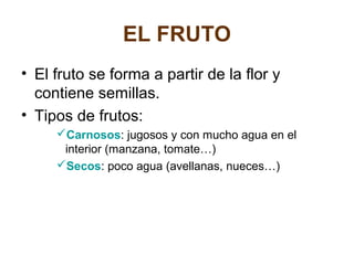 EL FRUTO
• El fruto se forma a partir de la flor y
contiene semillas.
• Tipos de frutos:
Carnosos: jugosos y con mucho agua en el
interior (manzana, tomate…)
Secos: poco agua (avellanas, nueces…)
 