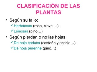 CLASIFICACIÓN DE LAS
PLANTAS
• Según su tallo:
Herbáceas (rosa, clavel…)
Leñosas (pino…)
• Según pierdan o no las hojas:
De hoja caduca (castaño y acacia…)
De hoja perenne (pino…)
 