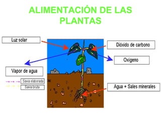 ALIMENTACIÓN DE LAS
PLANTAS
 