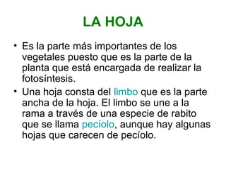 LA HOJA
• Es la parte más importantes de los
vegetales puesto que es la parte de la
planta que está encargada de realizar la
fotosíntesis.
• Una hoja consta del limbo que es la parte
ancha de la hoja. El limbo se une a la
rama a través de una especie de rabito
que se llama pecíolo, aunque hay algunas
hojas que carecen de pecíolo.
 