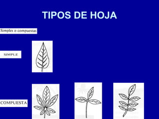 TIPOS DE HOJA
 