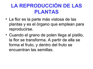 LA REPRODUCCIÓN DE LAS
PLANTAS
• La flor es la parte más vistosa de las
plantas y es el órgano que emplean para
reproducirse.
• Cuando el grano de polen llega al pistilo,
la flor se transforma. A partir de ella se
forma el fruto, y dentro del fruto se
encuentran las semillas.
 