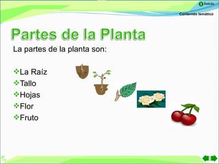 Inicio

                              Contenido temático




La partes de la planta son:

La Raíz
Tallo
Hojas
Flor
Fruto
 