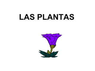 LAS PLANTAS 