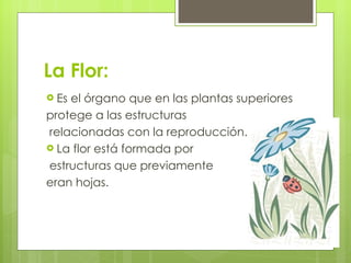 La Flor: Es el órgano que en las plantas superiores protege a las estructuras relacionadas con la reproducción. La flor está formada por estructuras que previamente  eran hojas.  