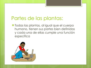 Partes de las plantas: Todas las plantas, al igual que el cuerpo humano, tienen sus partes bien definidas y cada una de ellas cumple una función específica 