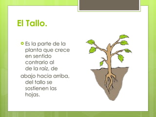 El Tallo. Es la parte de la planta que crece en sentido contrario al de la raíz, de abajo hacia arriba, del tallo se sostienen las hojas. 