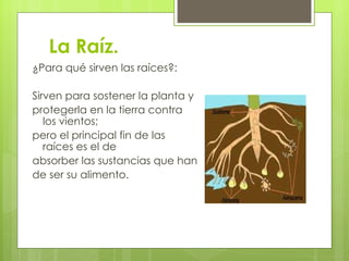 La Raíz. ¿Para qué sirven las raíces?: Sirven para sostener la planta y protegerla en la tierra contra los vientos; pero el principal fin de las raíces es el de absorber las sustancias que han de ser su alimento.   