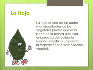 La Hoja . La hoja es una de las partes más importantes de los vegetales puesto que es la parte de la planta que está encargada de realizar la función clorofílica , así como la respiración y la transpiración vegetal. 