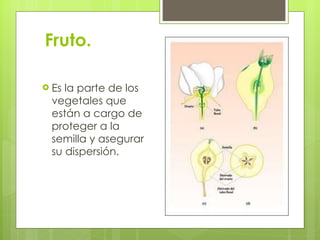 Fruto. Es la parte de los vegetales que están a cargo de proteger a la semilla y asegurar su dispersión. 