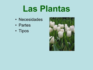 Las Plantas ,[object Object],[object Object],[object Object]