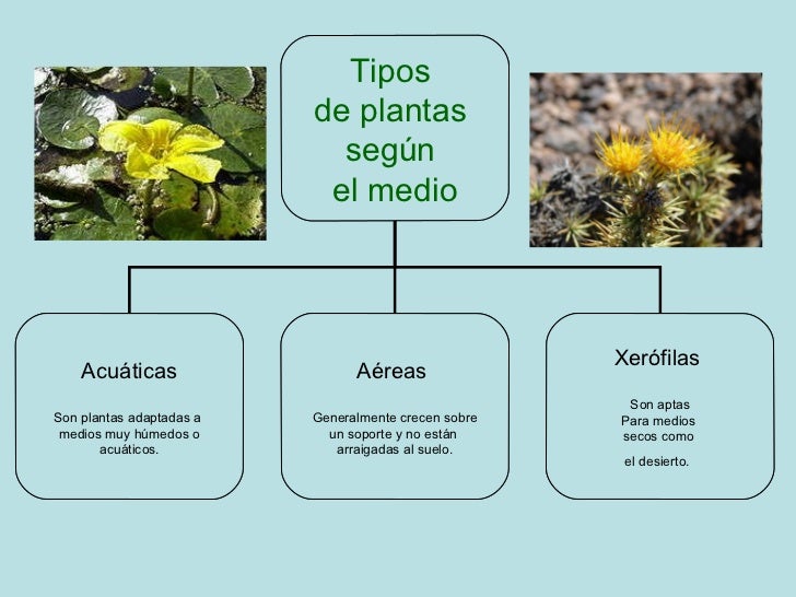 Las Plantas