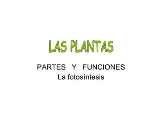 PARTES  Y  FUNCIONES La fotosíntesis LAS PLANTAS 