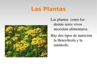 Las Plantas ,[object Object]