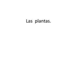 Las  plantas. 