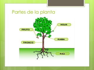 Partes de la planta
 