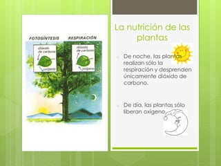 La nutrición de las
     plantas

o   De noche, las plantas
    realizan sólo la
    respiración y desprenden
    únicamente dióxido de
    carbono.



o   De día, las plantas sólo
    liberan oxígeno.
 