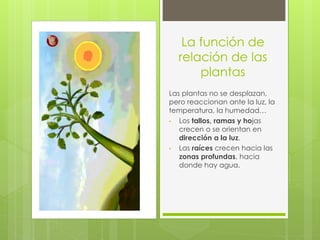 La función de
  relación de las
      plantas
Las plantas no se desplazan,
pero reaccionan ante la luz, la
temperatura, la humedad…
•  Los tallos, ramas y hojas
   crecen o se orientan en
   dirección a la luz.
•  Las raíces crecen hacia las
   zonas profundas, hacia
   donde hay agua.
 
