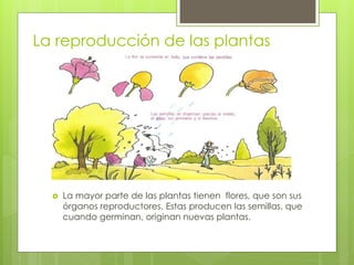 La reproducción de las plantas




     La mayor parte de las plantas tienen flores, que son sus
      órganos reproductores. Estas producen las semillas, que
      cuando germinan, originan nuevas plantas.
 