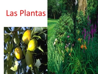 Las Plantas 