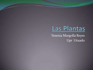Yesenia Margolla Reyes
         Upr Utuado
 
