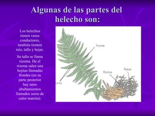 Algunas de las partes del  helecho son: Los helechos tienen vasos conductores, también tienten raíz, tallo y hojas. Su tallo se llama rizoma. De el rizoma salen una hojitas llamadas frondes (en su parte posterior hay unos abultamientos llamados soros de color marrón). 