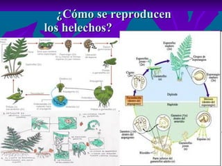¿Cómo se reproducen    los helechos? 