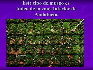Este tipo de musgo es  único de la zona interior de Andalucía. 