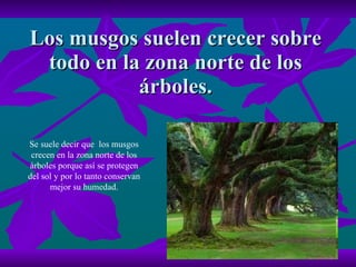 Los musgos suelen crecer sobre todo en la zona norte de los árboles. Se suele decir que  los musgos crecen en la zona norte de los árboles porque así se protegen del sol y por lo tanto conservan mejor su humedad. 