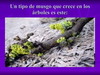 Un tipo de musgo que crece en los árboles es este: 