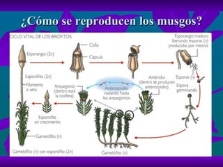 ¿Cómo se reproducen los musgos? 
