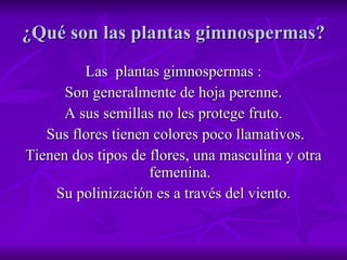 ¿Qué son las plantas gimnospermas? Las  plantas gimnospermas : Son generalmente de hoja perenne. A sus semillas no les protege fruto. Sus flores tienen colores poco llamativos. Tienen dos tipos de flores, una masculina y otra femenina. Su polinización es a través del viento. 