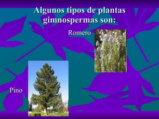 Algunos tipos de plantas gimnospermas son: Romero Pino 