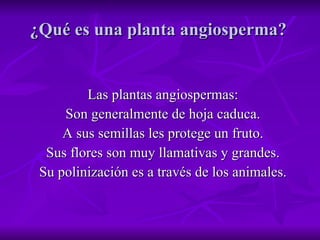 ¿Qué es una planta angiosperma?  Las plantas angiospermas: Son generalmente de hoja caduca. A sus semillas les protege un fruto. Sus flores son muy llamativas y grandes. Su polinización es a través de los animales. 