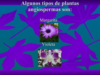 Algunos tipos de plantas angiospermas son: Margarita Violeta 