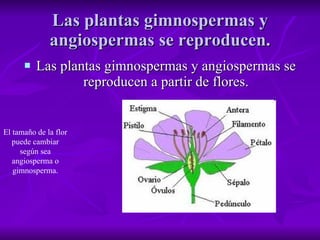Las plantas gimnospermas y angiospermas se reproducen. Las plantas gimnospermas y angiospermas se reproducen a partir de flores. El tamaño de la flor puede cambiar según sea angiosperma o gimnosperma. 