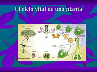 El ciclo vital de una planta 