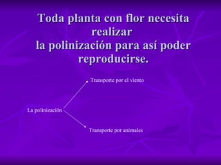 Toda planta con flor necesita realizar  la polinización para así poder reproducirse. Transporte por el viento  La polinización Transporte por animales 