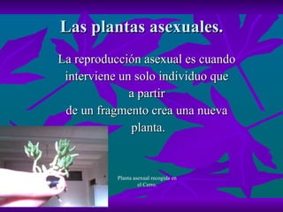 Las plantas asexuales. La reproducción asexual es cuando  interviene un solo individuo que  a partir  de un fragmento crea una nueva  planta. Planta asexual recogida en el Cerro. 